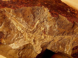 ヒトデ化石　ゴニアステル