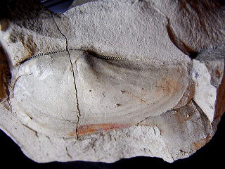 ソデガイ 化石