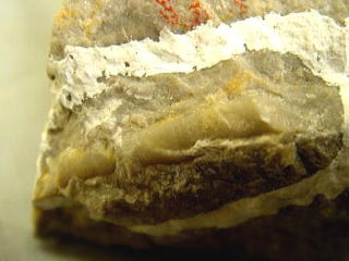 バクトリテス　直角石