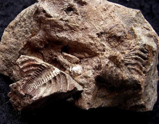 エンクリヌルス シルル紀化石