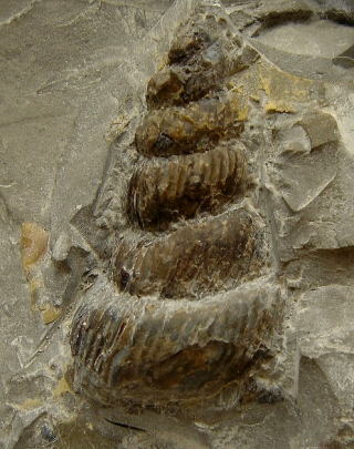 Ezoceras nodosum　エゾセラス