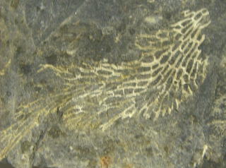 フェネステラ　鮮虫類化石　コケムシ