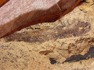 ハダカイワシ化石