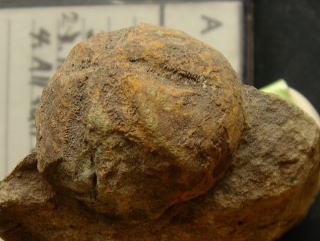 ウニ化石　ヘミアスター
