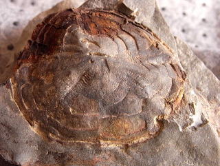 ウニ化石　ヘテラスター