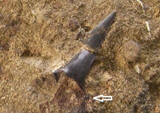 サメの歯　化石
