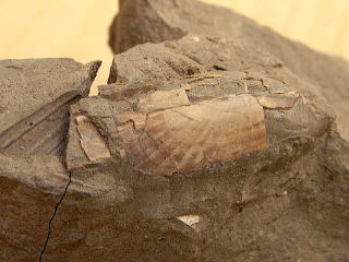 キヌタレガイ 貝化石