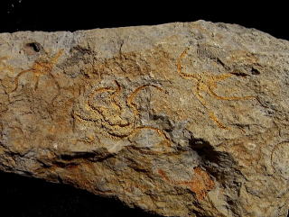 キタクシノハクモヒトデ　クモヒトデ化石