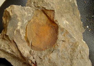 クラミス化石　ニシキガイ化石