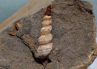 デボン紀 巻貝化石