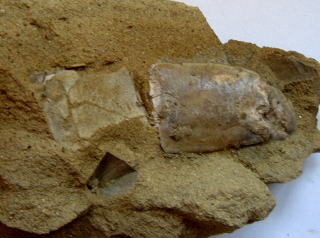 スナモグリ化石