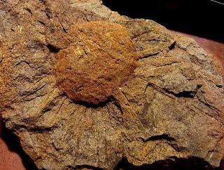 ウニ化石　ムラサキウニ