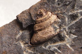 レプトマリア　オキナエビス化石　
