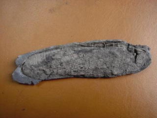 パラエオファルス　三畳紀二枚貝化石