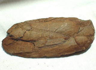 パラヘテラスター　ウニ化石