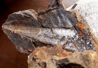 ピンナ　ホウキガイ化石