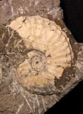 サブプリオノキクルス　白亜紀チューロニアン