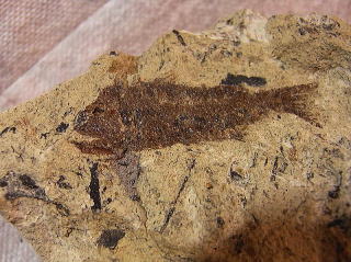 魚化石　ハダカイワシ