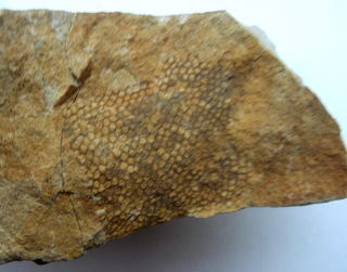 鮮虫類化石