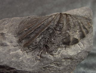スピリフェリナ 腕足類化石