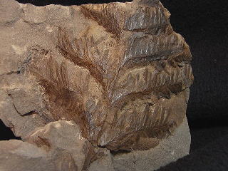 スフェノプテリス　植物化石