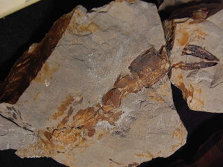 スナモグリ化石　カリアナッサ
