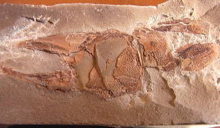 スナモグリ　ハサミ化石