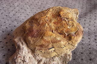 タヌキブンプク　ウニ化石