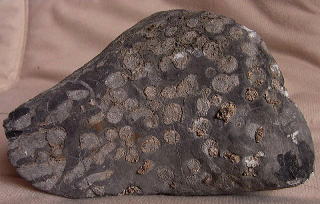 ヤツェンギア　サンゴ化石